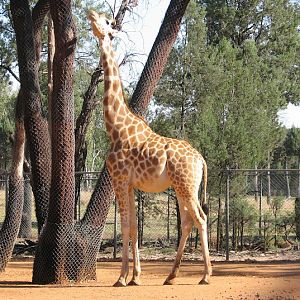 WPZ 2007 - Hybrid Giraffe (off-display housing)