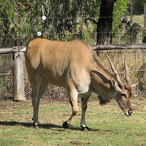 WPZ 2007 - Eland