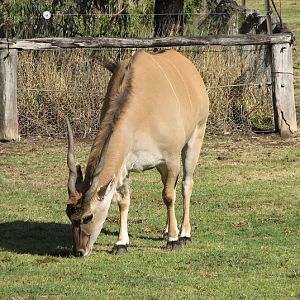 WPZ 2007 - Eland