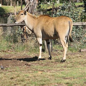 WPZ 2007 - Eland