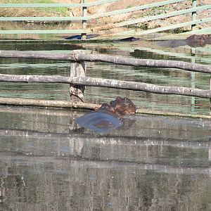 WPZ 2007 - Hippopotamuses