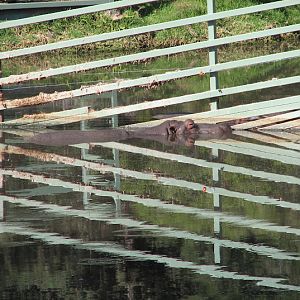 WPZ 2007 - Hippopotamus