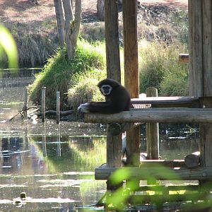 WPZ 2007 - Lar Gibbon