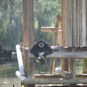 WPZ 2007 - Lar Gibbon