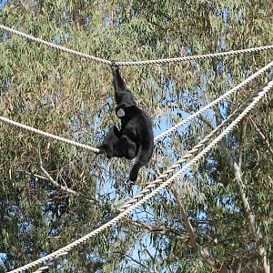 WPZ 2007 - Siamang