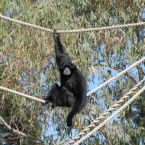 WPZ 2007 - Siamang