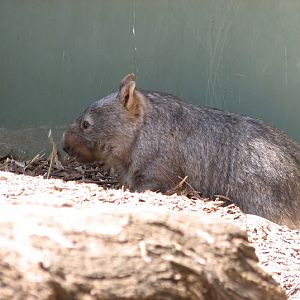 WPZ 2007 - Common Wombat, Children's Zoo