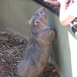 WPZ 2007 - Common Wombat, Children's Zoo