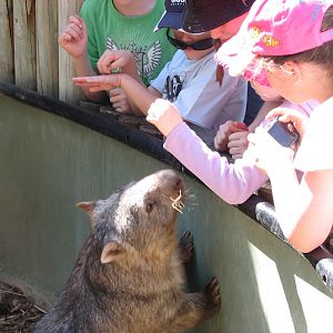 WPZ 2007 - Common Wombat, Children's Zoo