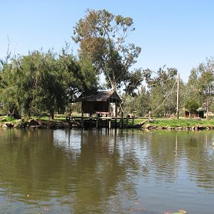 WPZ 2007 - Black-handed Spider Monkey island, Savannah Lake