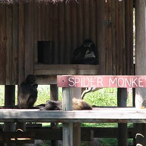 WPZ 2007 - Black-handed Spider Monkeys next to signage, Savannah Lake