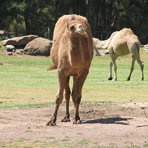 WPZ 2007 - Dromedary Camels, elephant exhibit