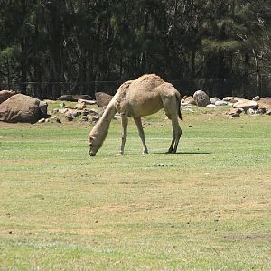 WPZ 2007 - Dromedary Camel, elephant exhibit