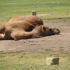 WPZ 2007 - Dromedary Camel, elephant exhibit
