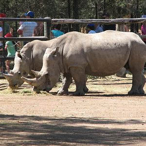WPZ 2007 - Southern White Rhinoceroses