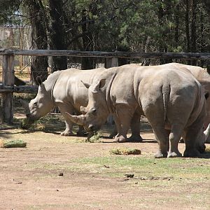 WPZ 2007 - Southern White Rhinoceroses