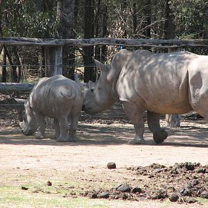 WPZ 2007 - Southern White Rhinoceroses
