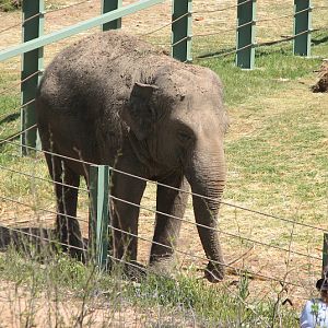 WPZ 2007 - Asiatic Elephant