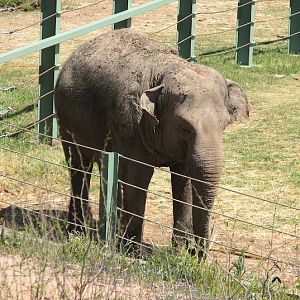 WPZ 2007 - Asiatic Elephant