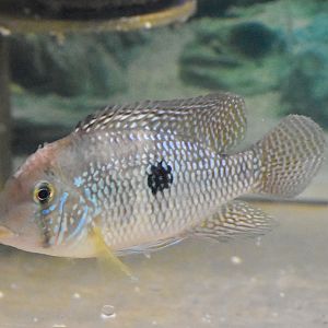 Pearl Cichlid