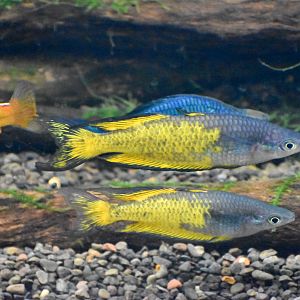 Parkinson's Rainbowfish