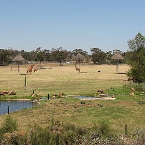 WPZ 2007 - African Savannah - Hybrid Giraffes, Eland, Common Ostrich and wild Australian Wood Ducks