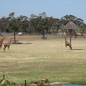 WPZ 2007 - African Savannah - Hybrid Giraffes and wild Australian Wood Ducks