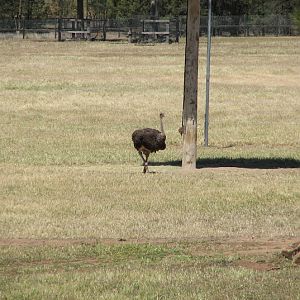 WPZ 2007 - African Savannah - Common Ostrich