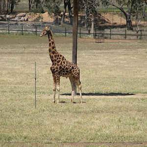 WPZ 2007 - African Savannah - Hybrid Giraffe