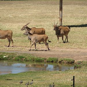 WPZ 2007 - African Savannah - Eland and wild Australian Wood Ducks