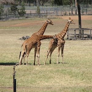 WPZ 2007 - African Savannah - Hybrid Giraffes and wild Eastern Grey Kangaroos