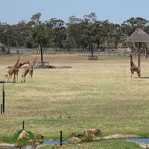 WPZ 2007 - African Savannah - Hybrid Giraffes, wild Eastern Grey Kangaroos and wild Australian Wood Ducks