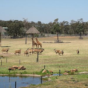 WPZ 2007 - African Savannah - Hybrid Giraffes, Eland and wild Australian Wood Ducks