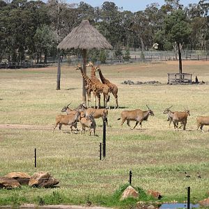 WPZ 2007 - African Savannah - Hybrid Giraffes, Eland, wild Eastern Grey Kangaroos, wild Australian Wood Ducks and wild Sulphur-crested Cockatoo