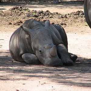 WPZ 2007 - Southern White Rhinoceros
