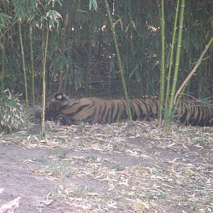 WPZ 2007 - Sumatran Tiger