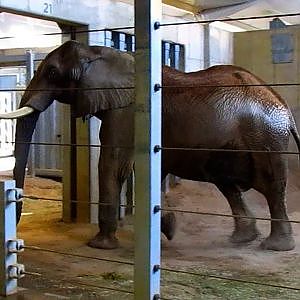 Cleveland Metroparks Zoo 2015 - YouTube