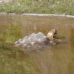 African sulcata tortoise