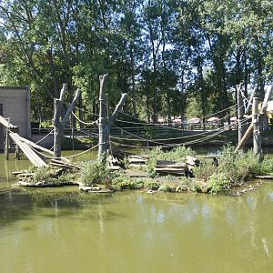 Colombian black spider monkey enclosure