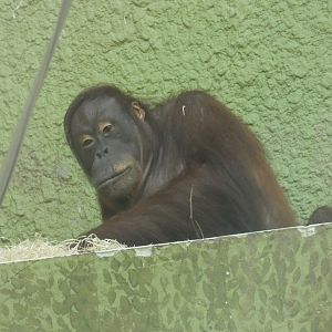 Bornean orangutan 'Jingga'