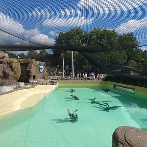 Magellanic penguin and Inca tern enclosure