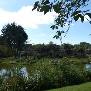 Western lowland gorilla outdoor island