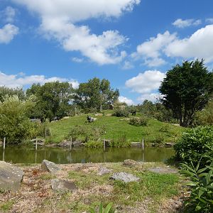 Western lowland gorilla outdoor island