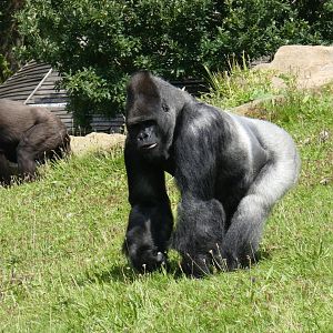 Western lowland gorilla 'Bukavu'