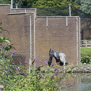 Western lowland gorilla crossing the bridge off the island