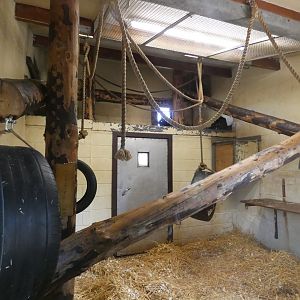 Colombian black spider monkey indoor enclosure