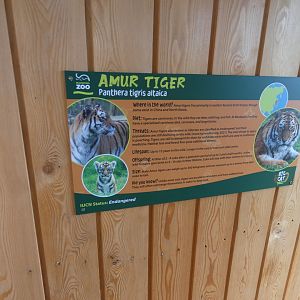 Amur tiger signange