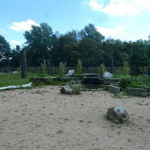 Amur tiger outdoor enclosure