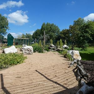 Amur tiger outdoor enclosure