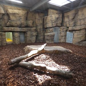 Amur tiger indoor enclosure